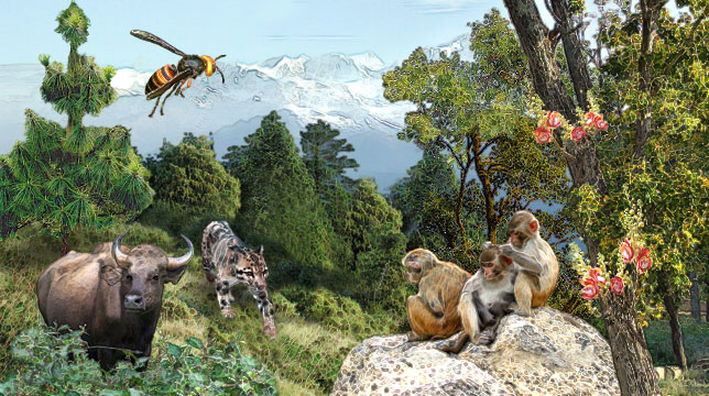 Nepal Ecosystem Illustration